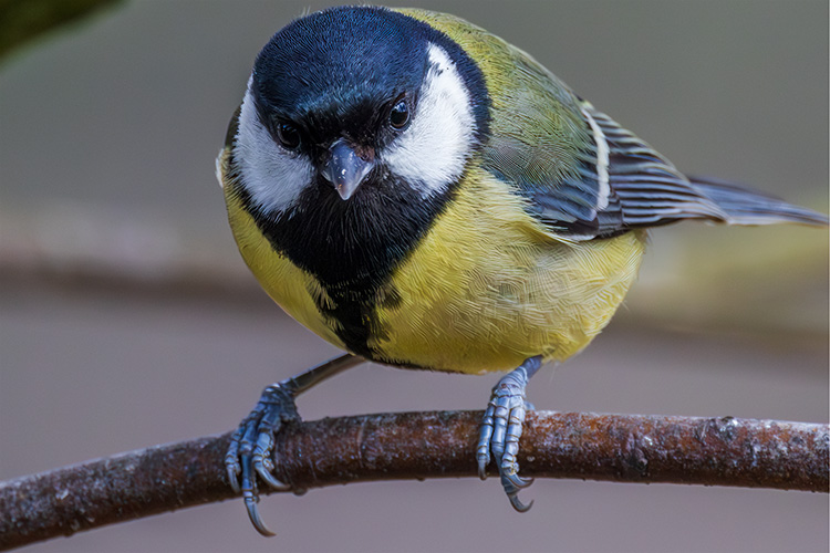 Great tit looking attentive